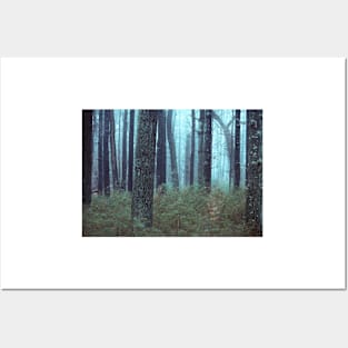 trees in forest on foggy morning Posters and Art